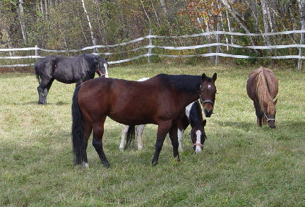 Pasture with 4 mares